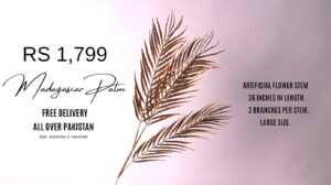 Madagascar Palm Stem