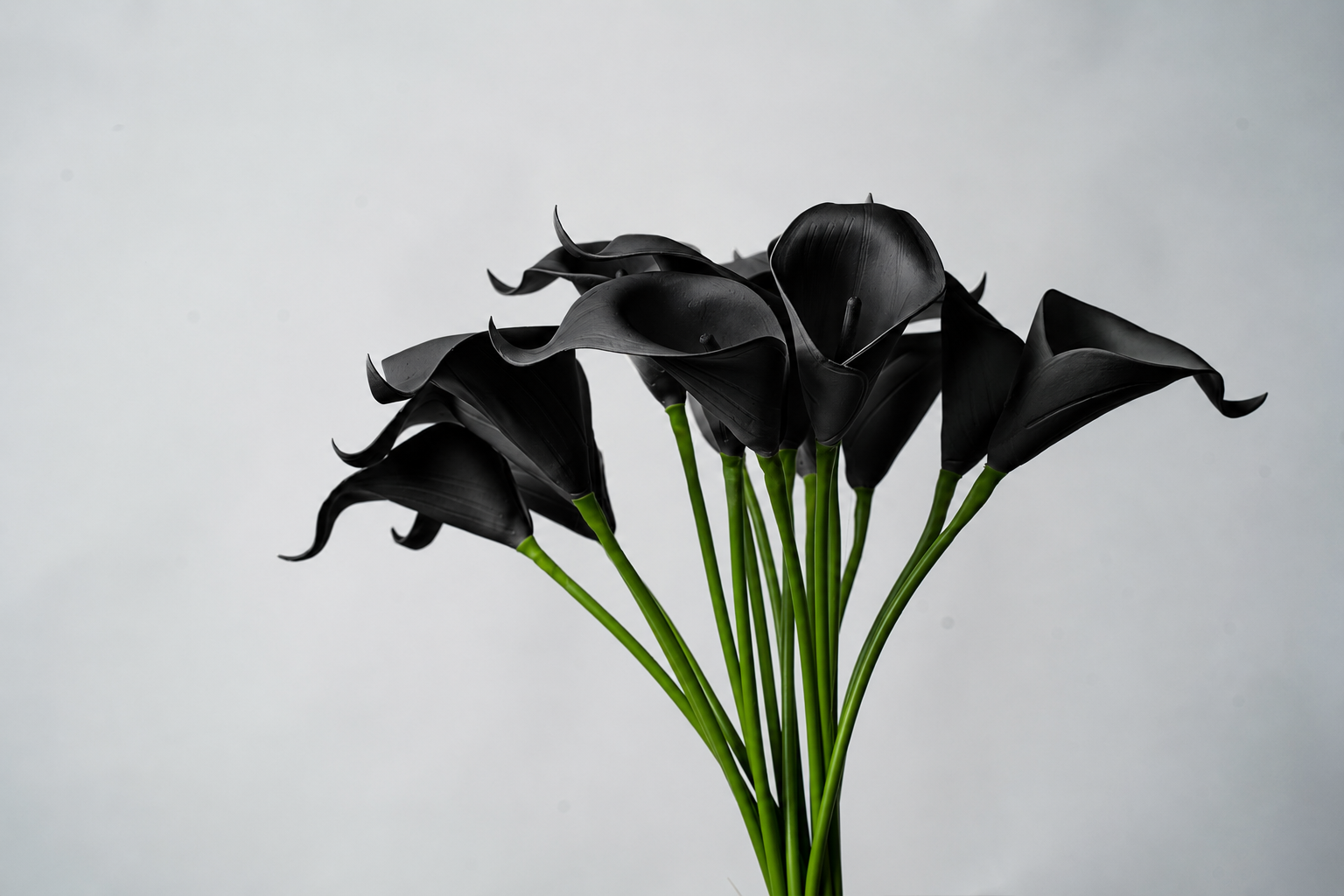 Calla Lily Darkness Collection - Image 4